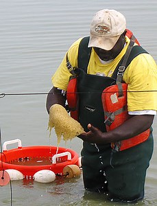 Our Hatchery - Harvest Select