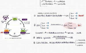 自用复盘：MPF（Cdk1)的关键性调控作用和G2到M期的转化