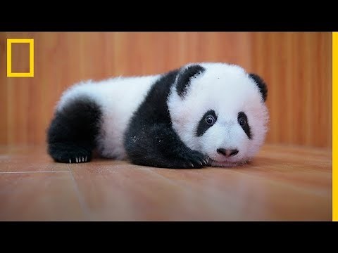 CUIDAR de ADORABLES BEBÉS Panda: Es complicado | National Geographic en Español