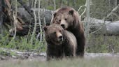 MS 4K "mating" shot of famous grizzly bear's courtship/mating with...