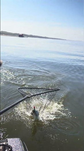 Springer Chinook Salmon Fishing - Great Lakes Blood Run Braid Divers and Spoons #salmonfishing