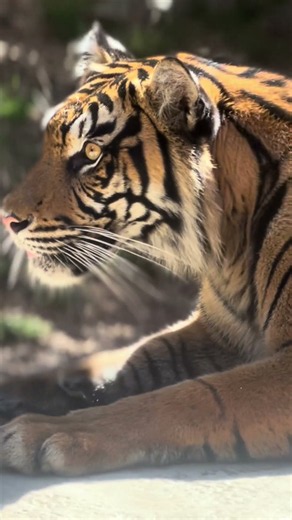 Tiger @ San Diego Zoo Safari Park #tiger #zoo #sandiegozoo #animals