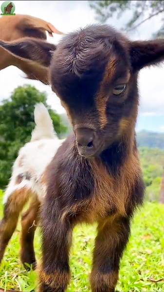 🐐 Cute Baby Goat Sounds ❤️