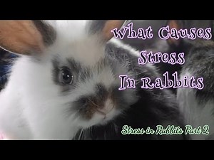 Stress in Rabbits Part 2: Causes and Management || All About Rabbits