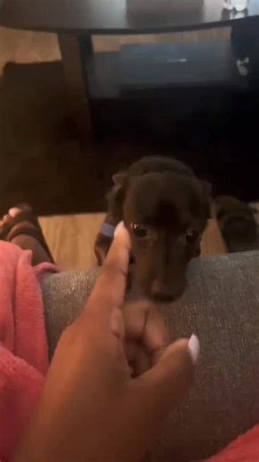 Dogs Understanding English Language: Fascinating Facts