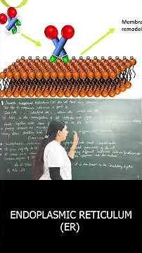 Smooth Endoplasmic Reticulum (SER) | Structure & Function Explained Simply | NEET | Class 9–12