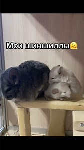 Больше о шиншиллах в тгк: chinch family #шиншила #chinchilla #рекомендации #животные