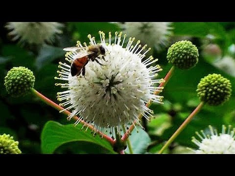2020.06台灣珍稀的水生植物—風箱樹花 Buttonbush