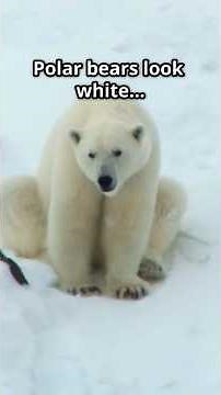 How Polar Bears Survive the Brutal Arctic ❄️