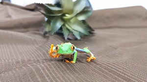 Uncle Bill's is home to all your favorite reptiles and amphibians! Check out Red Eye Tree Frogs, Uromastyx, Chameleons, and more! Ask an Uncle Bill's Specialists which of these unique pets is right for you! | Uncle Bill's Pet Centers | Facebook