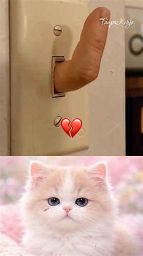 Funny with Electrical outlet 🤣🤣 #dance #cat #funny #shorts