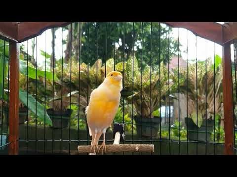 CAUTION: 🚨 This Sound Makes Silent Canaries Go Wild Instantly!