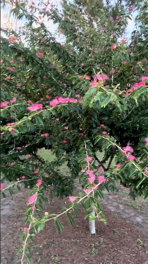 Powder puff tree “King Bloom”!! #pinkpowderpufftree #ornamentaltrees #calliandra #calliandrabrevipes