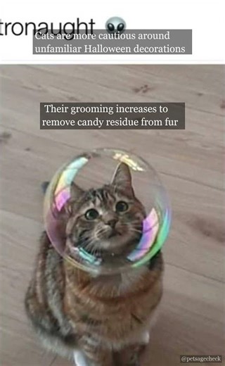 Why Halloween Scares Cats! 🎃 | PetAgeCheck
