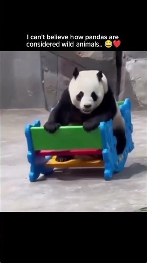 I can't believe how pandas are considered wild animals.. 😂❤️