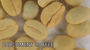 What Is Parchment Coffee? A VIDEO Guide