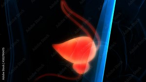 Human Urinary System Kidneys with Bladder Anatomy Animation Concept