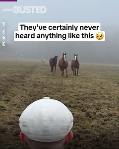 Music is the Universal language ❤️ instagram.com/plumesofficiel | Music Busted