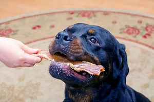 Are Tendon Chews Safe for Dogs? Treat Options to Try | LoveToKnow Pets