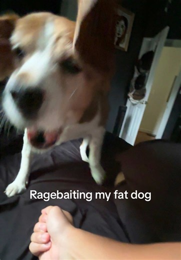 Bro despises that blanket 😂 #dog #funny #viral | dogs