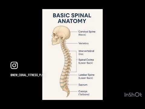 Spine. kindly subscribe to my youtube channel