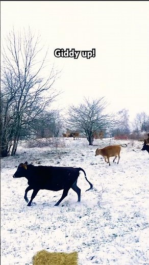 Snow my goodness! Organic Valley cows on pasture