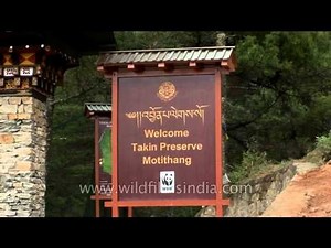 Motithang Takin Preserve, Bhutan