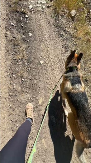 Thinking of Using an AirTag for Your Dog? Watch This First!