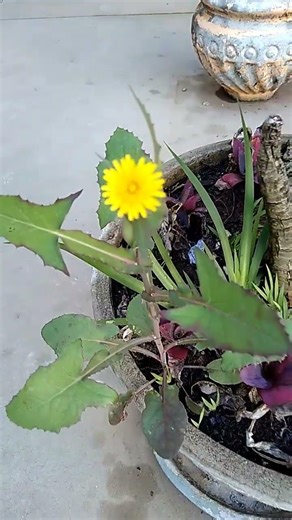 Amazing Flowerpot With A Tiny Flower