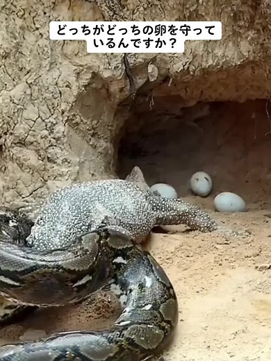 Fascinating Encounter Between a Komodo Dragon and Snake Protecting Their Eggs