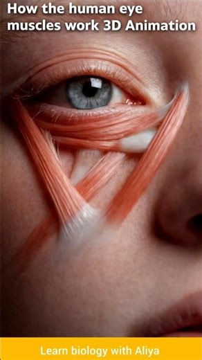 How the Human Eye Muscles Work | 3D Medical Animation 👁️