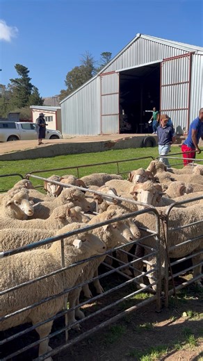 The second commercial sale has been finalized. 65 rams have been sent to their new homes. 140 2 tooth ewes were sold in a mere 40 minutes. Thank you for the support! Only one commercial sale (2 December) remains before the stud auction in January (27 January 2026) #bkb #merinowool #merino #rams #cloetefamilytefamily #bkb #merino #merinowool #merino #rams #cloetefamily | Pine Grove Merino Stud