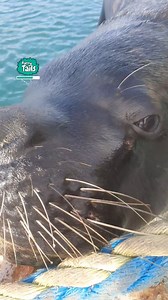 148K views · 2.7K reactions | A sea lion who loves cuddles 殺 玲 | Furry Tails | Facebook