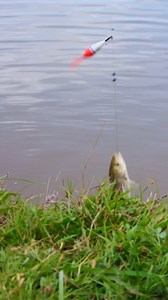 Float went under, heart stopped… then this little guy popped out. 😅 | The Amateur Fishing