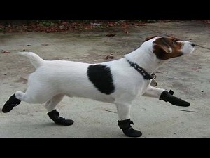 Dogs Walking Funny Compilation 2014 [NEW HD]