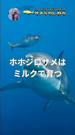 授乳するサメ！？ホホジロザメの子宮ミルク🍼
