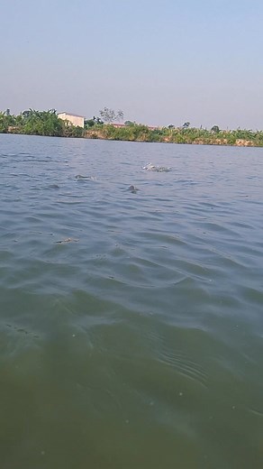 727K views · 7.2K reactions | মাছগুলো অনেক বড় হতে পারে  #fishing #reals #fish #rellsfacebook #photographer #fishingislife #fb #bigfish | Unity Farm | Facebook