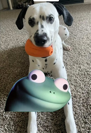 It never fails! #MemeCut #dalmatian #dalmatiansoftiktok #dogtok #pettok #trend #fyp #dogsoftiktok #monday #lizard #Meme #MemeCut