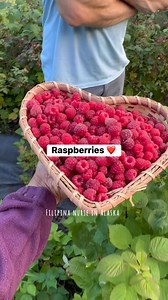13K views · 138 reactions | Raspberries ❤️ #raspberry #berrypicking #berry #harvest #fruits #picking #Alaska #garden #homeandgarden #simplelife #countrylife #healthyliving #filipinanurseinalaska #filipinainalaska #filipino #ilongga | Filipina Nurse in Alaska CrevistonCreations | Facebook