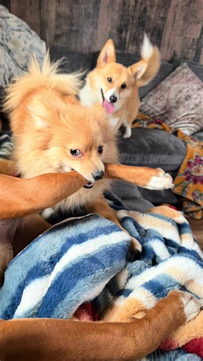 He makes it rough to defend his innocence daily 🤣🐾 #pomeranian #littlebrother #adopted #mutts #savingdogsandsellinghouses