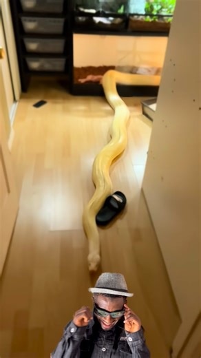 Yunusa Sunday Mustapha on Instagram: "I don’t see why anyone should keep a python at home. It might look fun, but you can train cats or dogs instead. #pet #homepet #python #snake #wildlife"