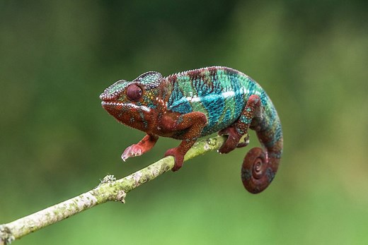 Chameleon Symbolism