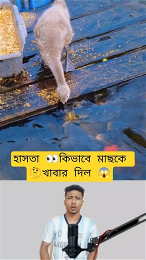 Fish Feeding Techniques Explained