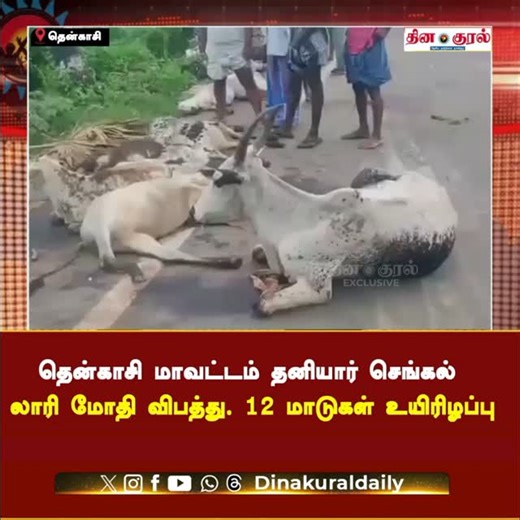 Dinakuraldaily on Instagram: "தென்காசியில் அதிர்ச்சி விபத்து! தனியார் செங்கல் லாரி மோதியதில் 12 மாடுகள் பலி… 💔 பாதுகாப்பு கட்டுப்பாடுகள் இல்லை என்றால் உயிர்ச்சேதம் தடுக்க முடியாது என்பதற்குச் சாட்சி! உண்மையான செய்திகளை உடனுக்குடன் உங்கள் கைக்கு கொண்டு வரும் தினகுரல் — 📲 Follow @dinakuraldaily for instant Tamil Nadu breaking news! 🔥 #Dinakural #DinakuralDaily #Tenkasi #TamilNews 🔥 #BreakingNewsTamil #TamilNaduUpdates #ViralTamilNews #fypppppppppppppppppppppppp"