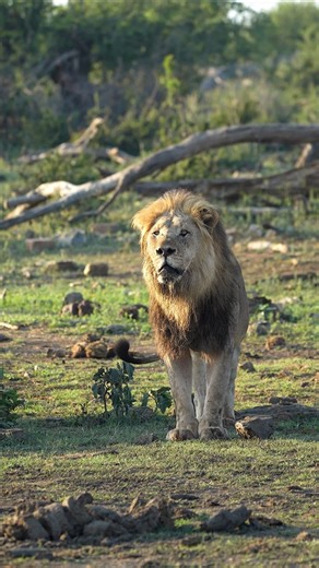 176K views · 6.8K reactions | Watch this beast of a male lion roar as he calls his brother. Now this is a true depiction of an African safari! | All Out Safaris | Facebook