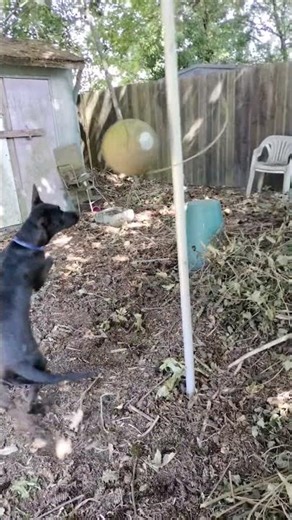 Supernova vs Tetherball