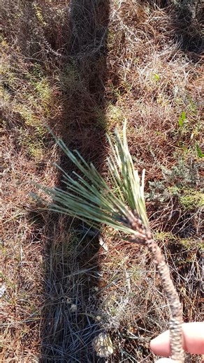 Nature's Feather duster