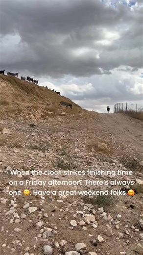 Andrea's Animal Rescue & The Henrietta Foundation on Reels