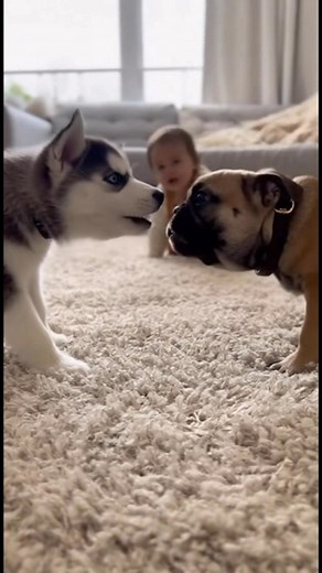 55K views · 1.3K reactions | Baby care of puppies. #Fblifestyle #cute #dog #puppies #newpost Daily life of puppies #frenchbulldog #frenchielife #frenchbulldogpuppy #puppy #reels #viral #trending | Nurfthefrench Official | Facebook