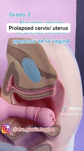 MidwifeMama on TikTok